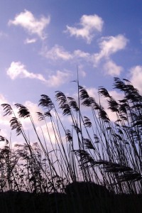 Reeds blowing in the wind in Norfolk
