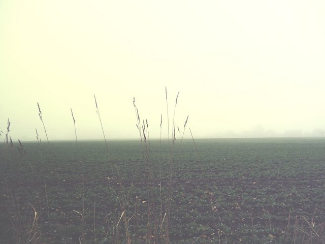 Foggy morning Norfolk