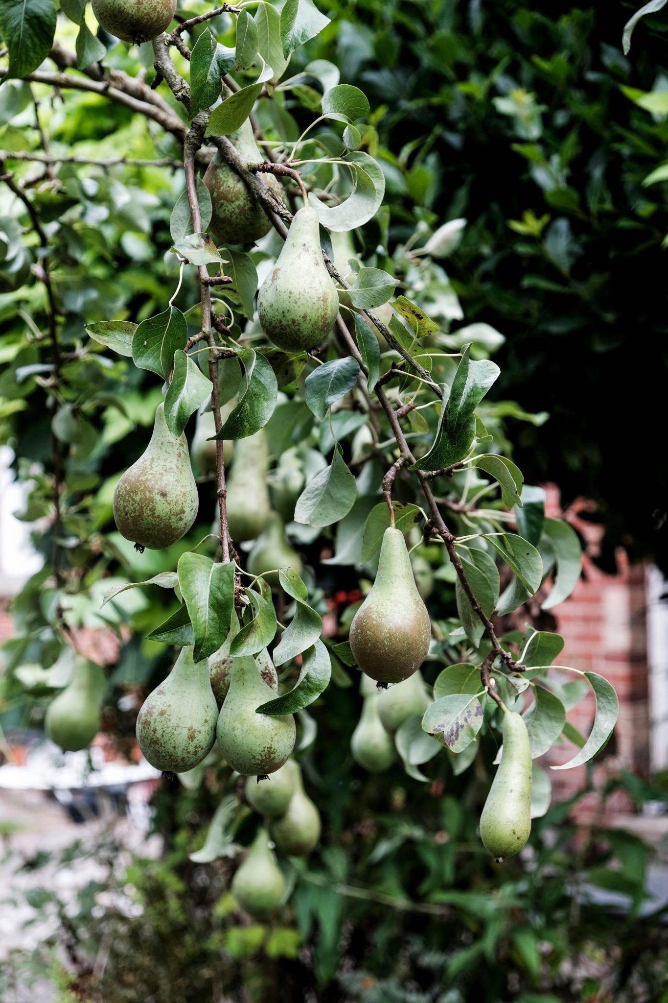 Spicy pear chutney - The Pixel Chef